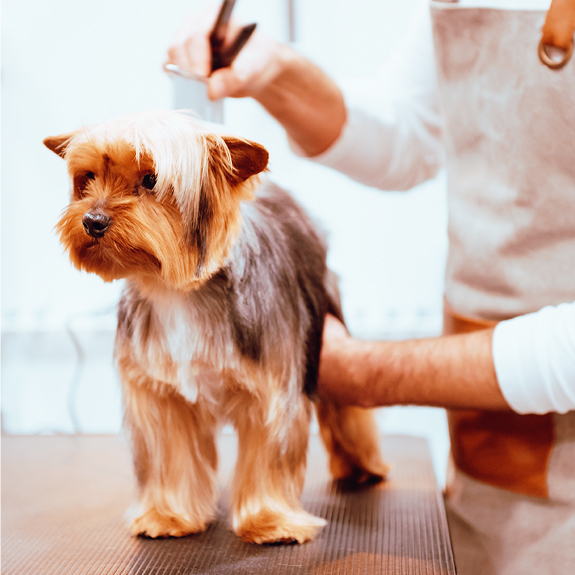 Pet Grooming In South Florida 