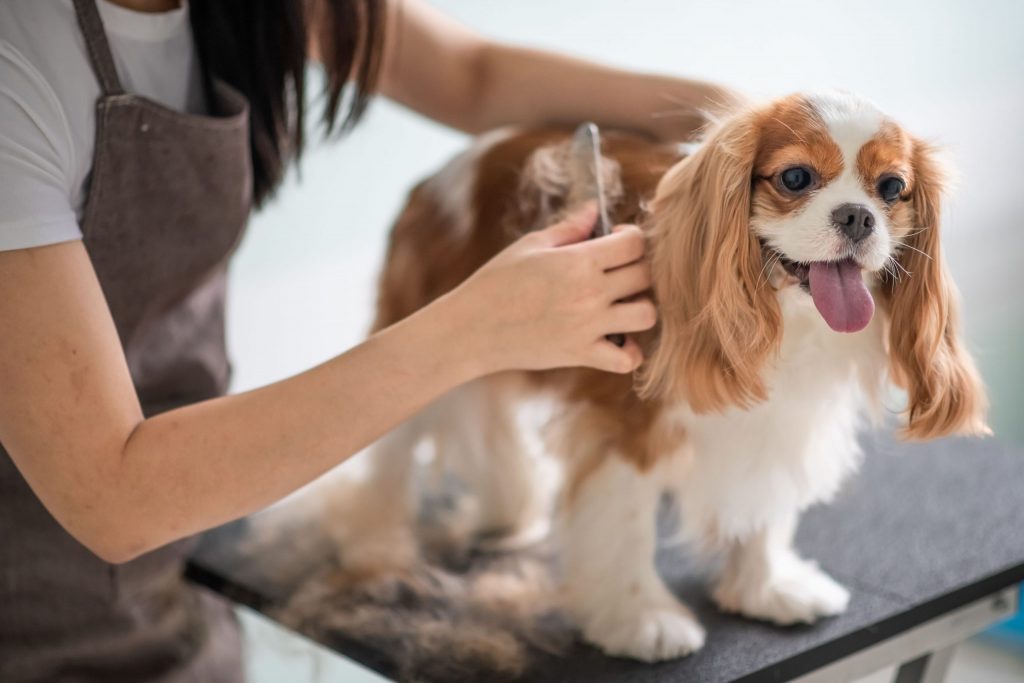 Mobile Pet Grooming Services in Broward County