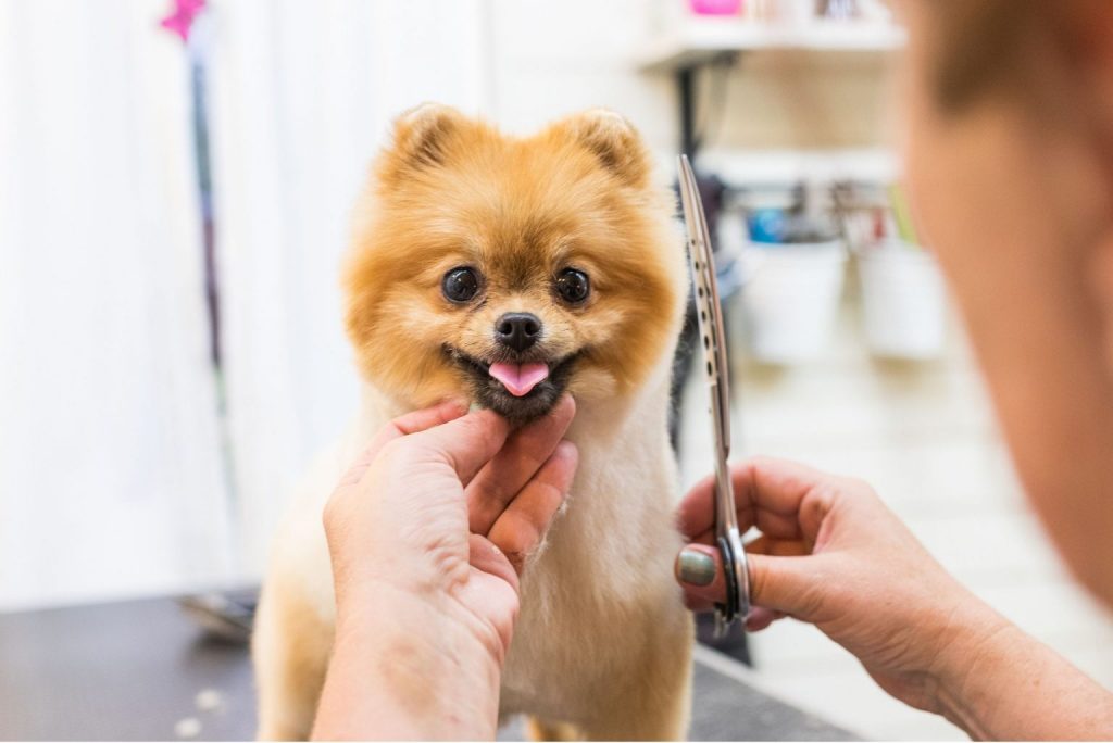 Mobile Pet Grooming Service in Weston