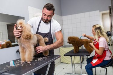 Dog Professionally Groomed