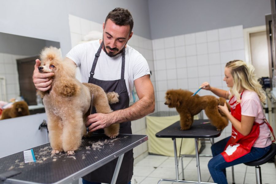 Dog Professionally Groomed