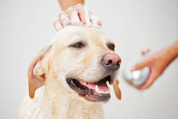 Mobile Pet Grooming Service in Boca Raton