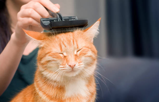Mobile Pet Grooming Service in Plantation
