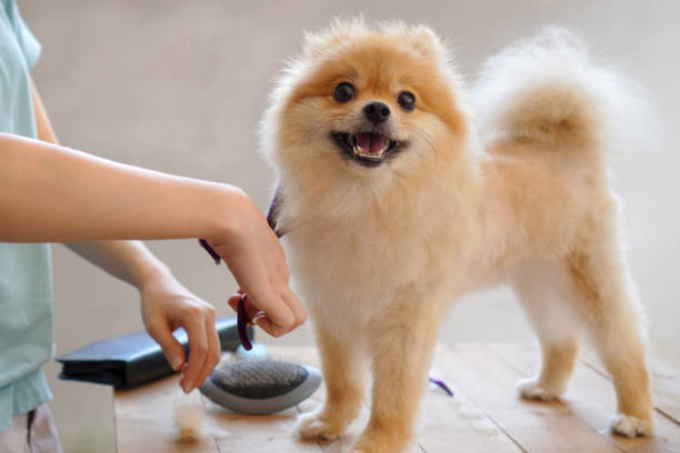 Mobile Pet Grooming Service in Fort Lauderdale