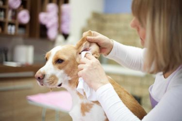 clean your dogs ears