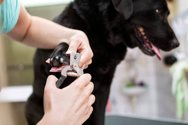 How Often Should You Cut Your Dog's Nails? | Preventive Vet