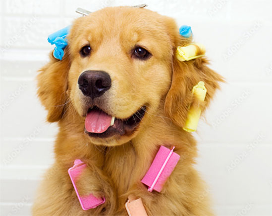 The Best Salon And Pet Spa In South Florida