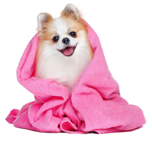 The Best Salon And Pet Spa In South Florida