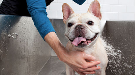 The Best Salon And Pet Spa In South Florida